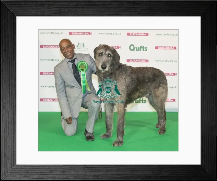 Framed Print : Crufts 2016 Best of Breed Framed Print : Crufts 2016 Best of Breed