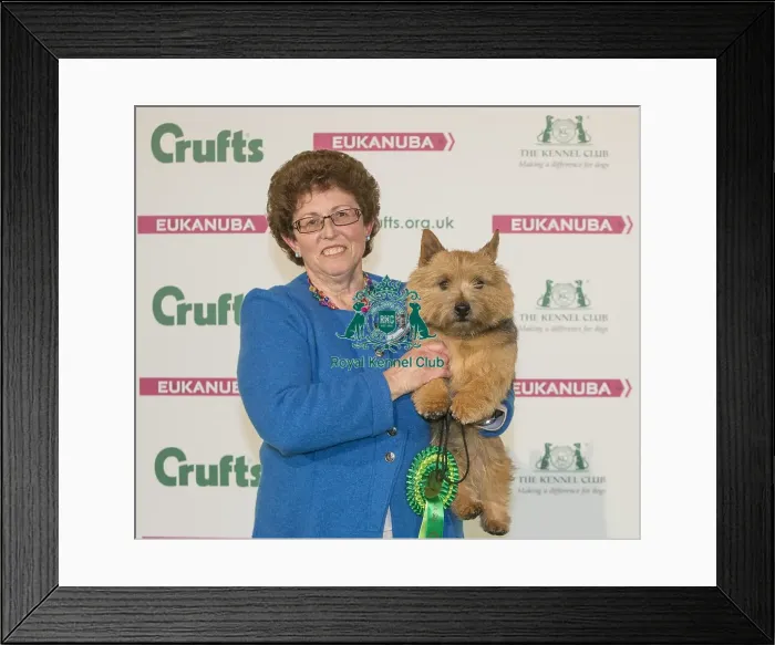 Framed Print : Crufts 2016 Best of Breed
