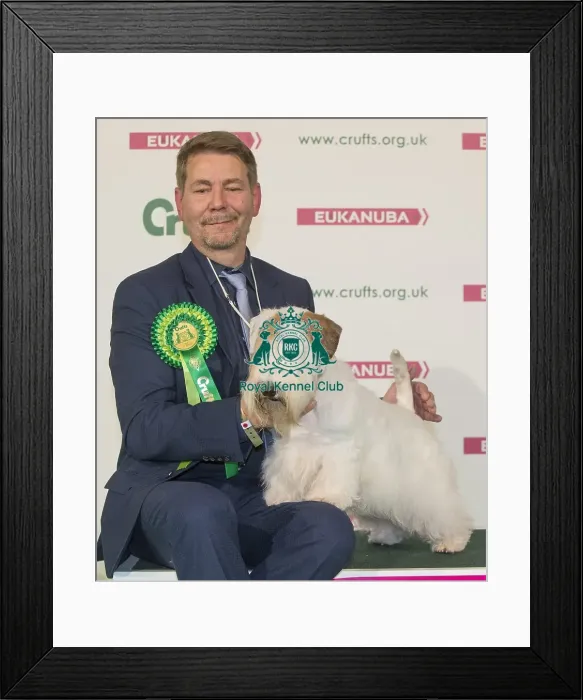Framed Print : Crufts 2016 Best of Breed Framed Print : Crufts 2016 Best of Breed