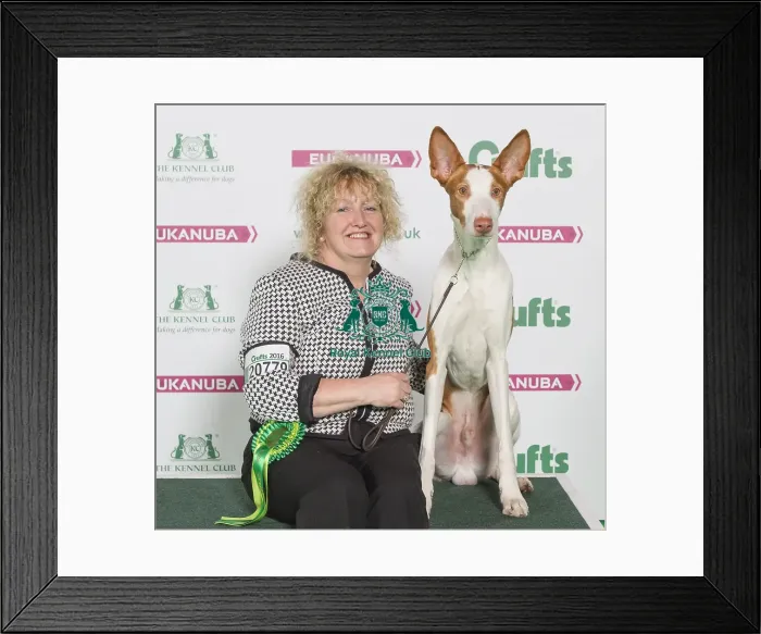 Framed Print : Crufts 2016 Best of Breed Framed Print : Crufts 2016 Best of Breed