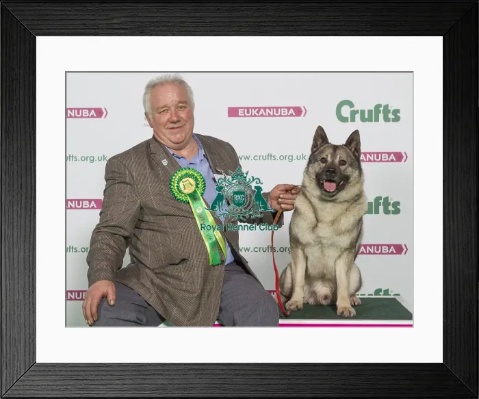 Framed Print : Crufts 2016 Best of Breed Framed Print : Crufts 2016 Best of Breed