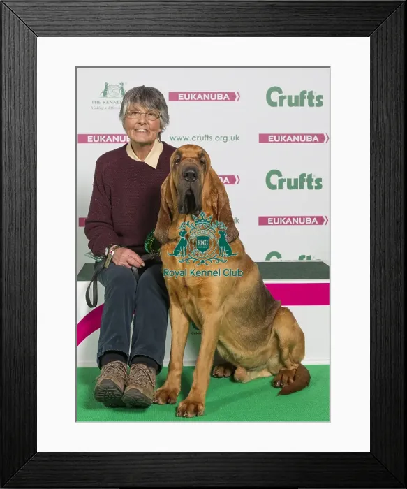 Framed Print : Crufts 2016 Best of Breed Framed Print : Crufts 2016 Best of Breed