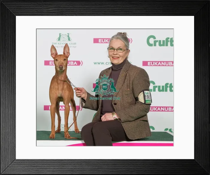 Framed Print : Crufts 2016 Best of Breed Framed Print : Crufts 2016 Best of Breed