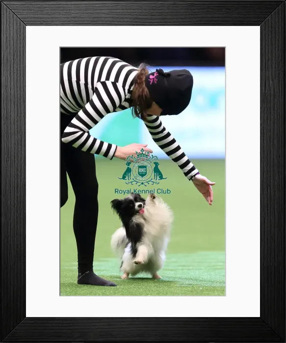 Framed Print : Crufts 2016 Framed Print : Crufts 2016