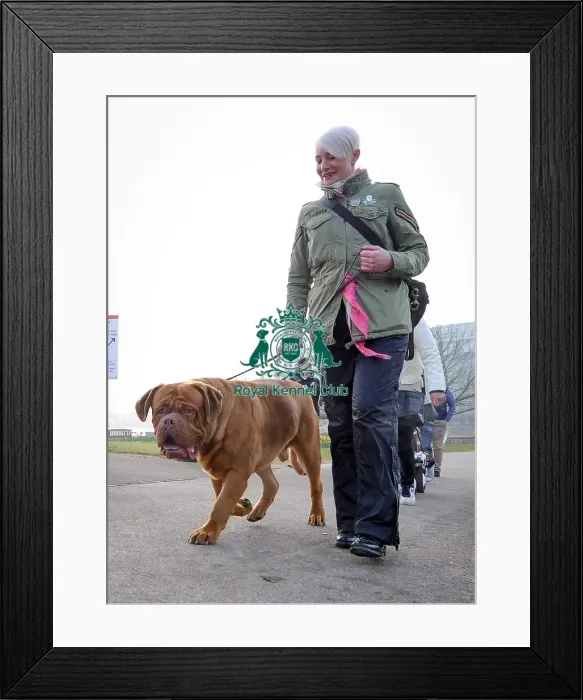 Framed Print : Crufts 2016 Framed Print : Crufts 2016