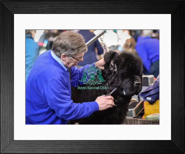 Framed Print : Crufts 2016 Framed Print : Crufts 2016