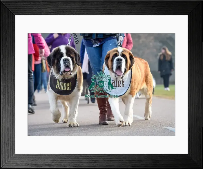 Framed Print : Crufts 2016 Framed Print : Crufts 2016