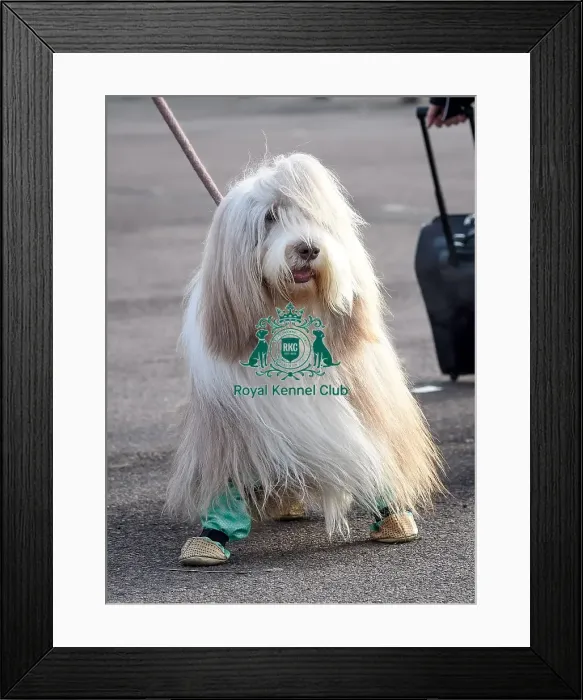 Framed Print : Crufts 2016 Framed Print : Crufts 2016