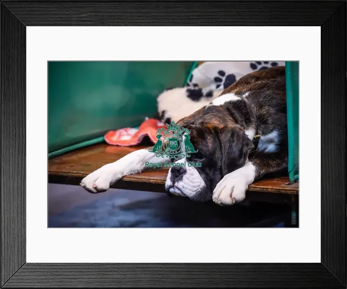 Framed Print : Crufts 2016 Framed Print : Crufts 2016