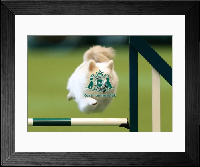 Framed Print : Crufts 2016 Framed Print : Crufts 2016