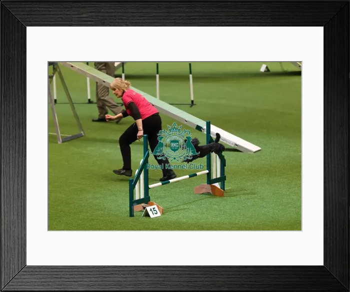 Framed Print : Crufts 2016 Framed Print : Crufts 2016