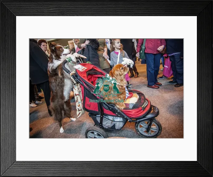 Framed Print : Crufts 2016 Framed Print : Crufts 2016