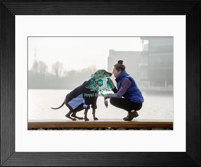 Framed Print : Crufts 2016 Framed Print : Crufts 2016