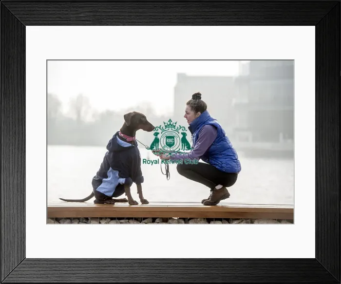 Framed Print : Crufts 2016 Framed Print : Crufts 2016