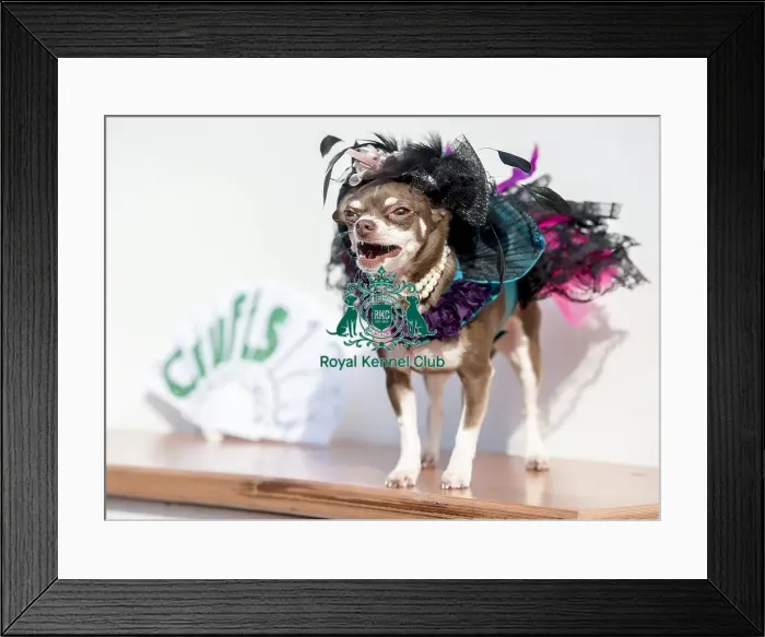 Framed Print : Crufts 2016 Framed Print : Crufts 2016