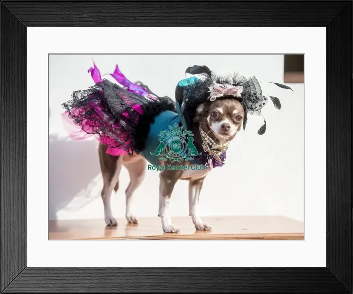 Framed Print : Crufts 2016 Framed Print : Crufts 2016