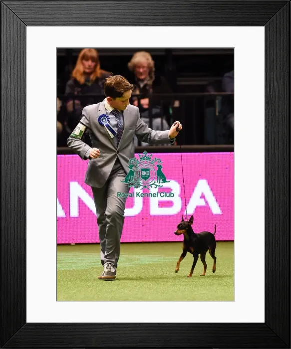 Framed Print : Crufts 2016 Framed Print : Crufts 2016