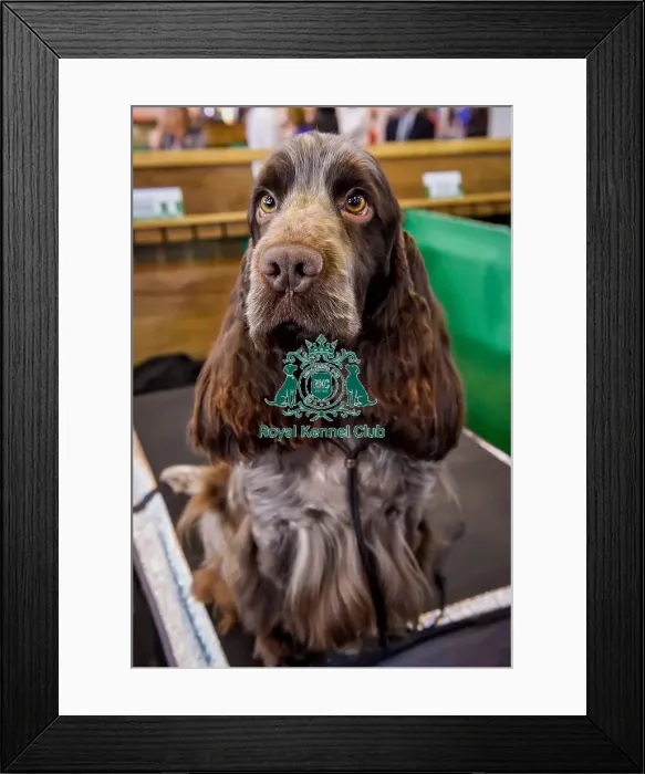 Framed Print : Crufts 2016