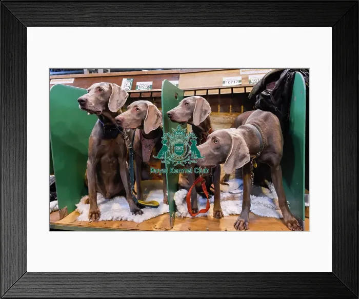 Framed Print : Crufts 2016 Framed Print : Crufts 2016