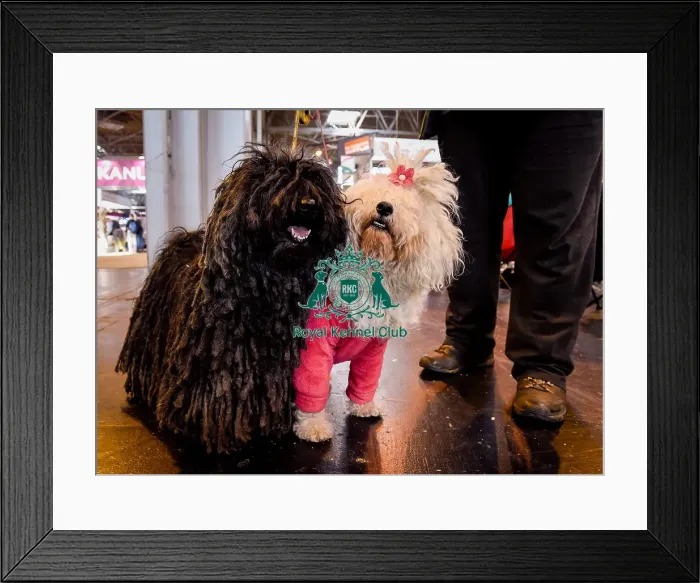 Framed Print : Crufts 2016 Framed Print : Crufts 2016