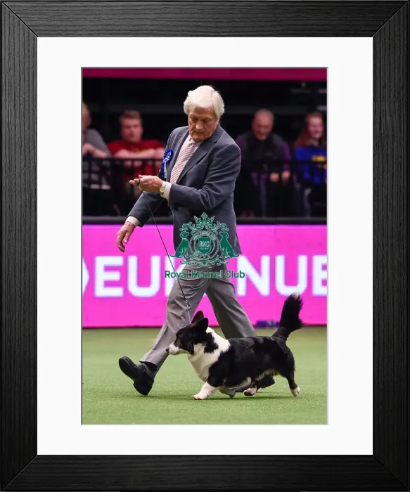 Framed Print : Crufts 2016 Framed Print : Crufts 2016
