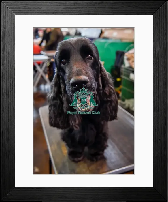 Framed Print : Crufts 2016 Framed Print : Crufts 2016