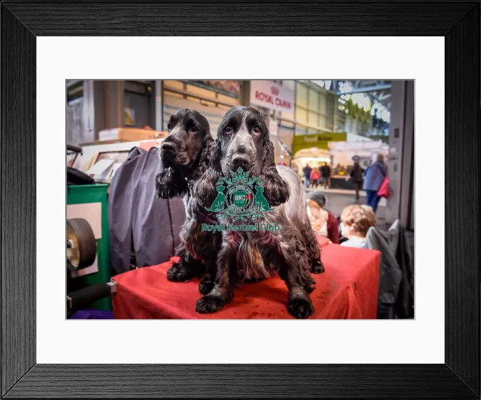 Framed Print : Crufts 2016 Framed Print : Crufts 2016