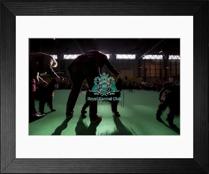 Framed Print : Crufts 2016 Framed Print : Crufts 2016