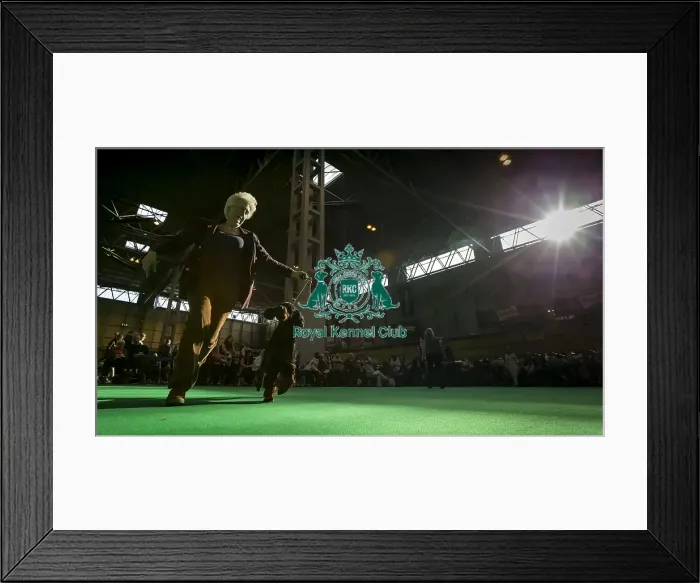Framed Print : Crufts 2016