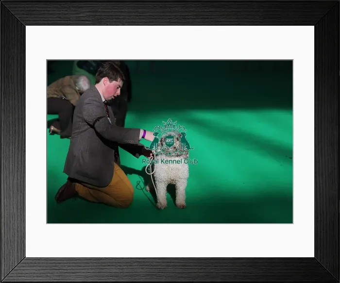 Framed Print : Crufts 2016 Framed Print : Crufts 2016