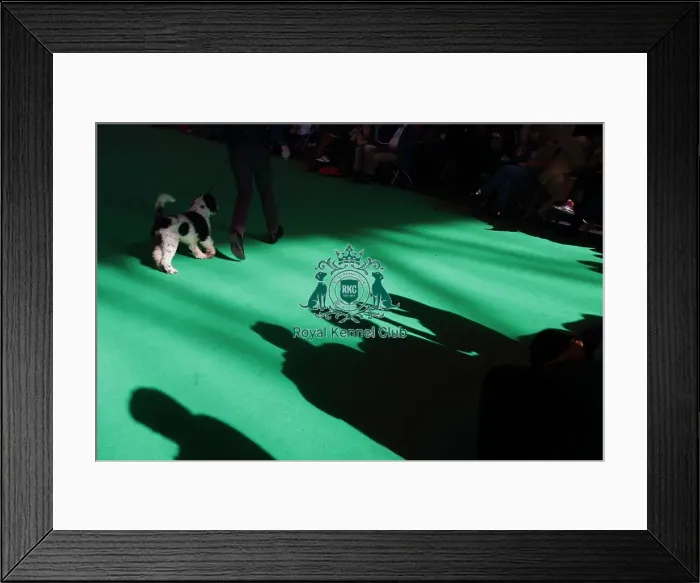 Framed Print : Crufts 2016 Framed Print : Crufts 2016