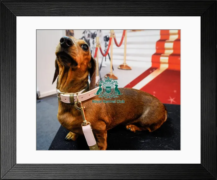 Framed Print : Crufts 2016 Framed Print : Crufts 2016