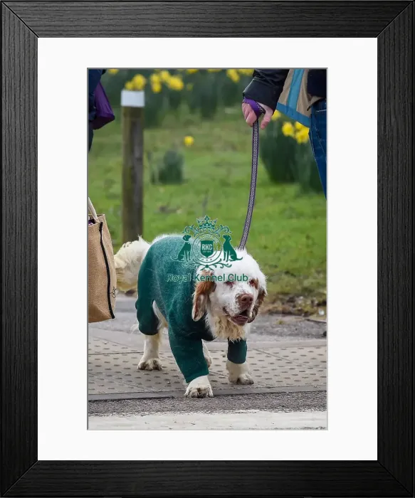 Framed Print : Crufts 2016 Framed Print : Crufts 2016