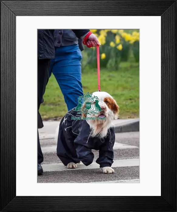 Framed Print : Crufts 2016 Framed Print : Crufts 2016