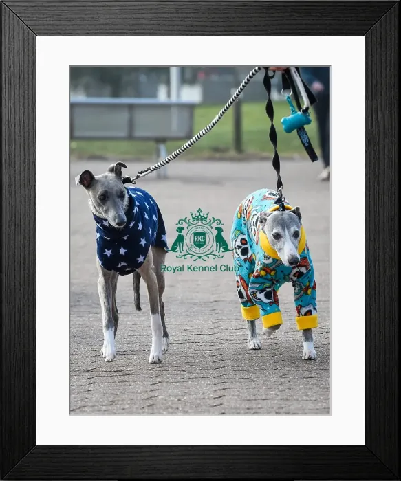 Framed Print : Crufts 2016 Framed Print : Crufts 2016