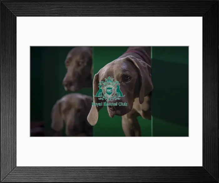 Framed Print : Crufts 2016 Framed Print : Crufts 2016