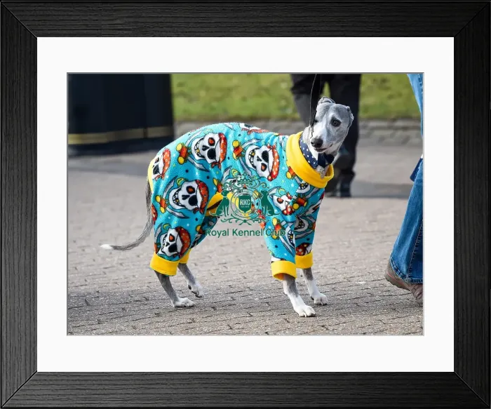 Framed Print : Crufts 2016 Framed Print : Crufts 2016