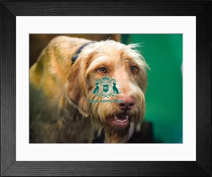 Framed Print : Crufts 2016 Framed Print : Crufts 2016