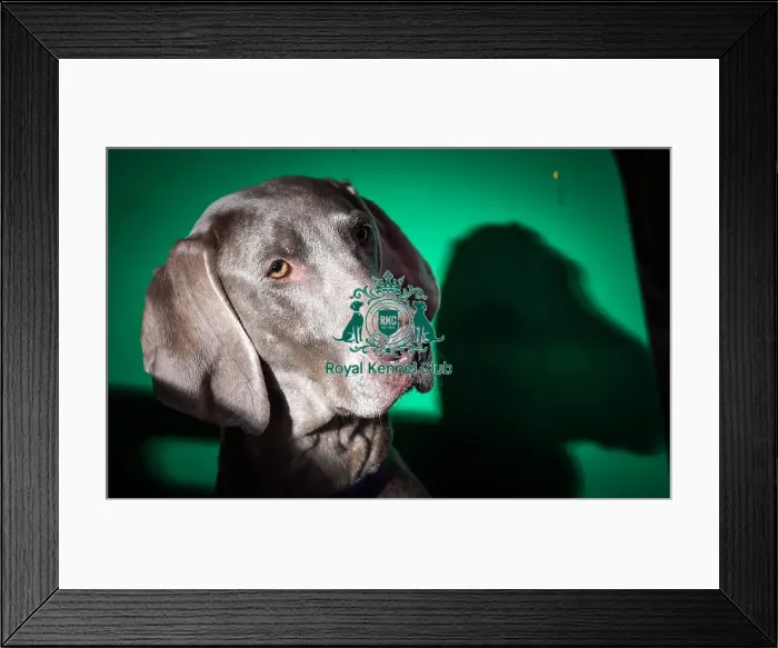 Framed Print : Crufts 2016 Framed Print : Crufts 2016