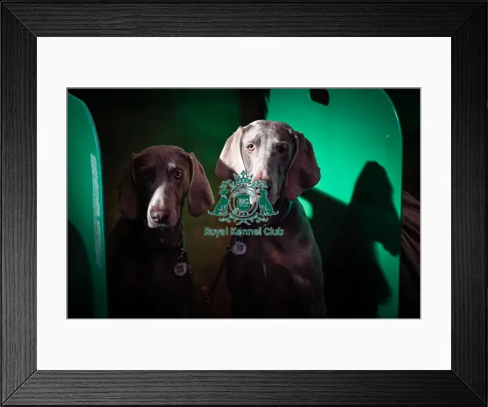 Framed Print : Crufts 2016 Framed Print : Crufts 2016