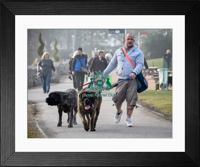 Framed Print : Crufts 2016 Framed Print : Crufts 2016