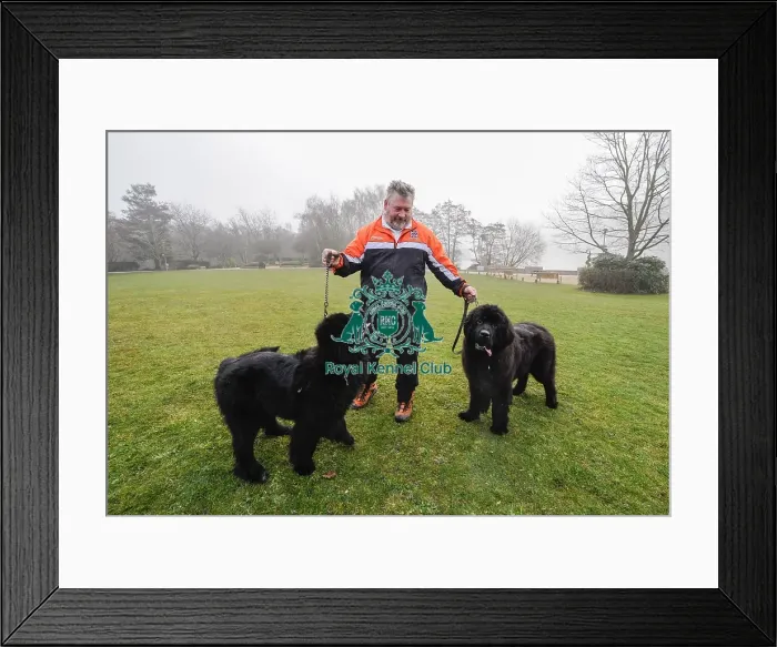 Framed Print : Crufts 2016 Framed Print : Crufts 2016