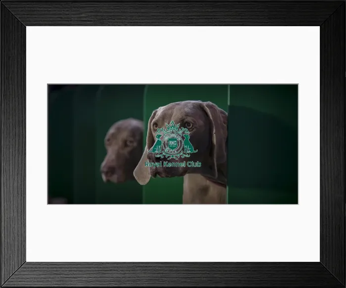 Framed Print : Crufts 2016 Framed Print : Crufts 2016
