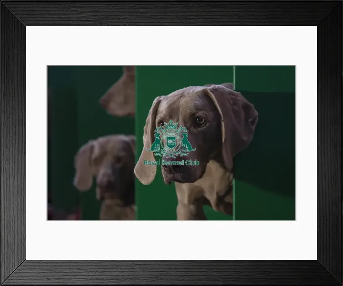 Framed Print : Crufts 2016 Framed Print : Crufts 2016