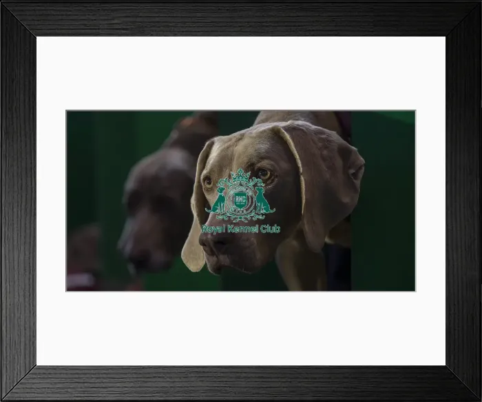 Framed Print : Crufts 2016 Framed Print : Crufts 2016
