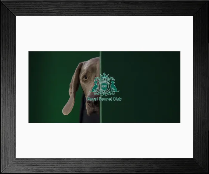 Framed Print : Crufts 2016 Framed Print : Crufts 2016
