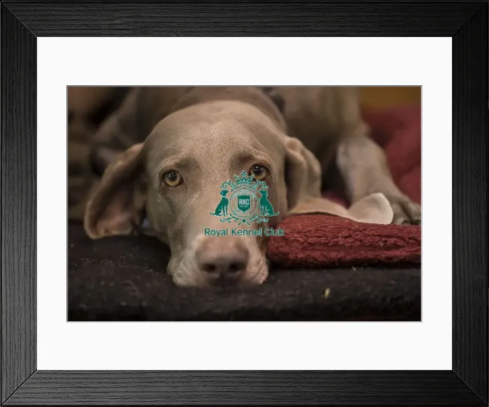 Framed Print : Crufts 2016 Framed Print : Crufts 2016