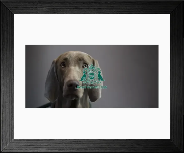 Framed Print : Crufts 2016 Framed Print : Crufts 2016
