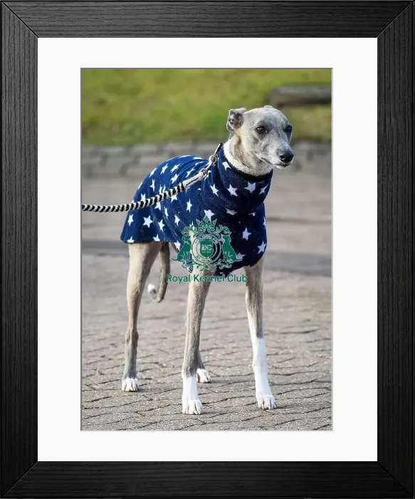 Framed Print : Crufts 2016 Framed Print : Crufts 2016
