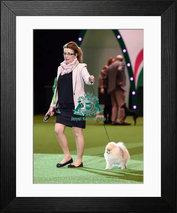 Framed Print : Crufts 2016 Best of Breed Framed Print : Crufts 2016 Best of Breed